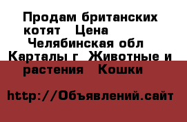 Продам британских котят › Цена ­ 2 000 - Челябинская обл., Карталы г. Животные и растения » Кошки   